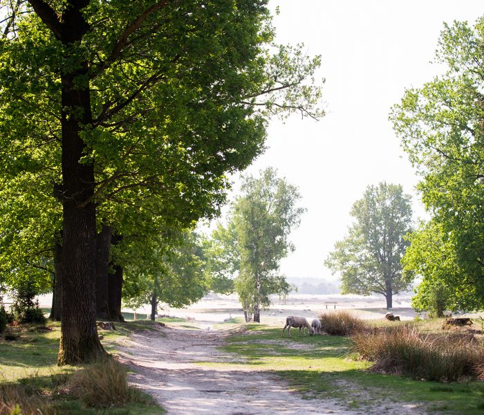 100dagenwerkplezier-nature 100dagenwerkplezier-nature