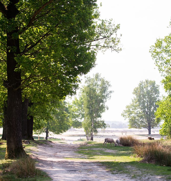 100dagenwerkplezier-nature 100dagenwerkplezier-nature